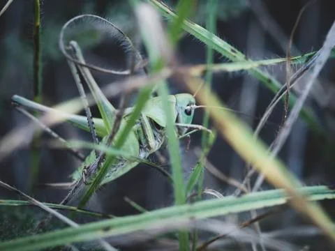 Insect grasshopper sitting in the grass Stock Photos
