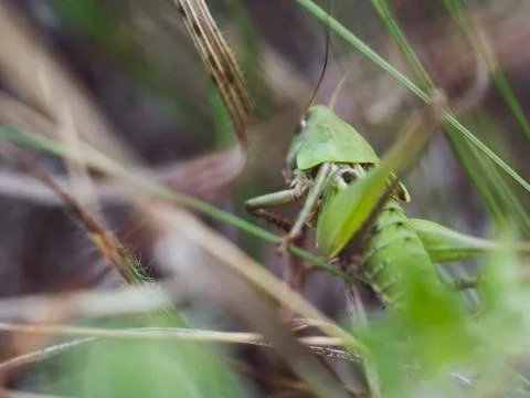 Insect grasshopper sitting in the grass Stock-Fotos