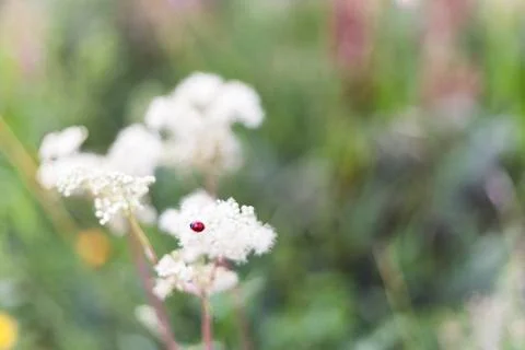 Insect (green bug) on a flower. Stock Photos