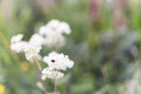 Insect (green bug) on a flower. Stock Photos