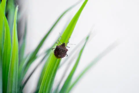 Insect on green grass on white background Stock Photos