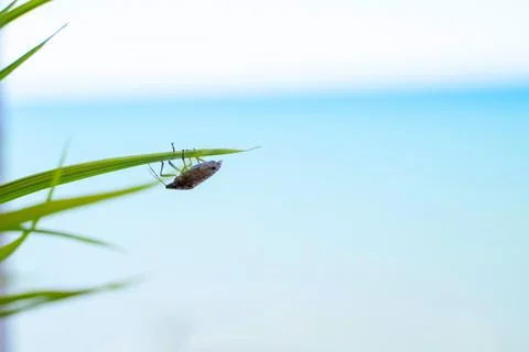Insect on green grass on white background Stock Photos