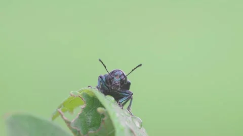 Insect on green leaf blurbackground in nature Stock Footage 282071416