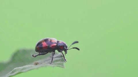Insect on green leaf blurbackground in nature Stock Footage 282071852