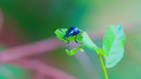 Insect on green leaf blurbackground in nature Stock Footage 282072036