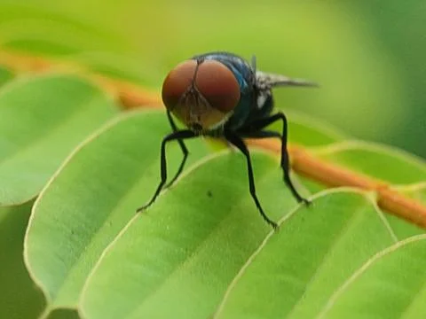 Insect on green leaf close-up. Fotos Stock