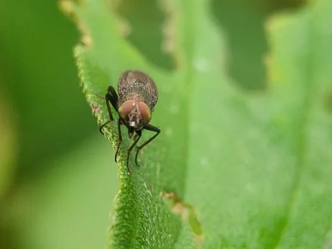 Insect on green leaf close-up. Photos