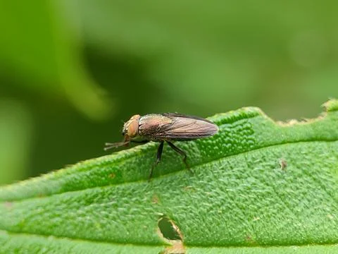 Insect on green leaf closeup macro. 스톡 사진