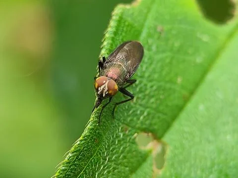 Insect on green leaf closeup macro. Photos