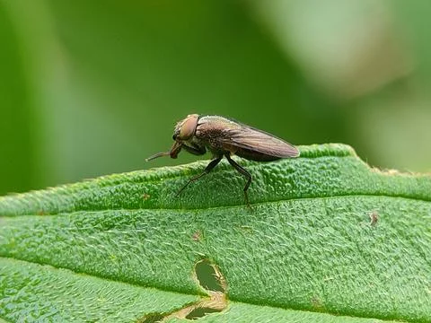 Insect on green leaf closeup macro. 스톡 사진