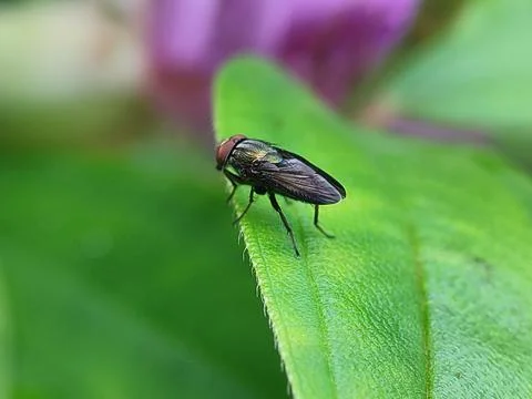 Insect on a green leaf closeup. 스톡 사진