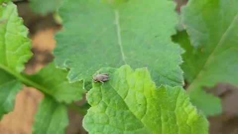 Insect on green leaf closeup shot Stock Footage 255737533