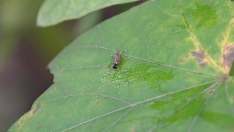 An insect is on the green leaf Stock Footage 311729797
