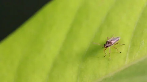Insect on green leaf, Macro close up mode. Stock Footage 36677799