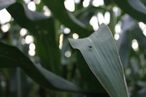 Insect on a green leaf Stock Photos