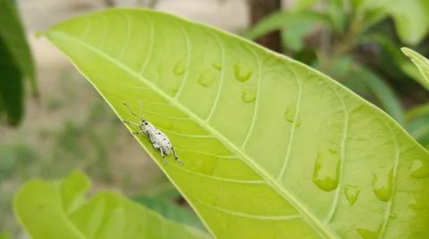 Insect on the green leaf Stock Photos