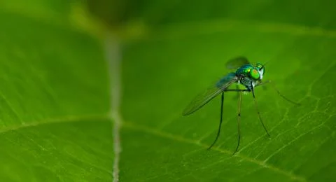 Insect on a green leaf Foto stock