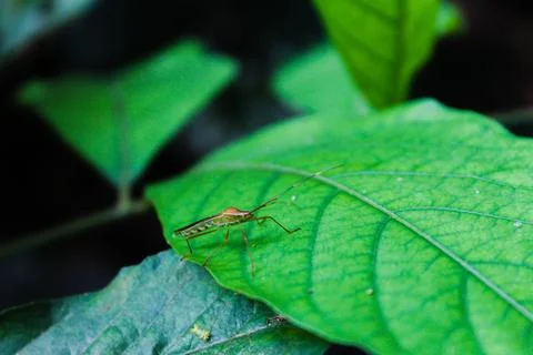 Insect on green leaf Stock Photos