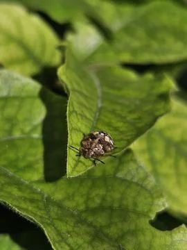 Insect on green leaf Foto stock