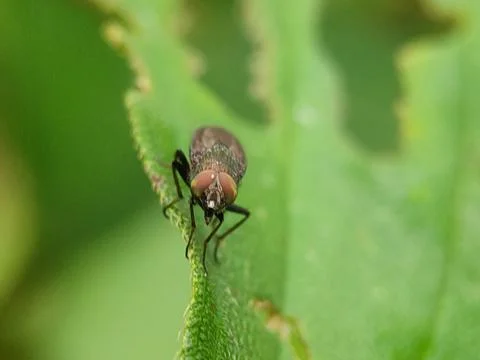 Insect on a green leaf surface. Fotos Stock