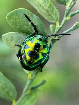 Insect on the green leave Фото