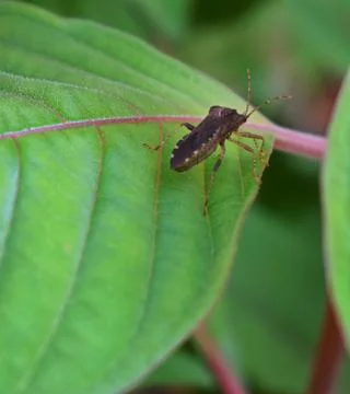 Insect on green leaves Stock Photos