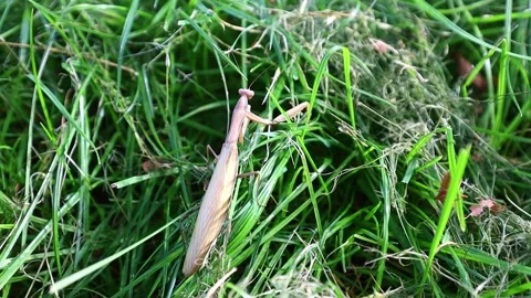 The Insect Green Mantis Stock Footage 219045437