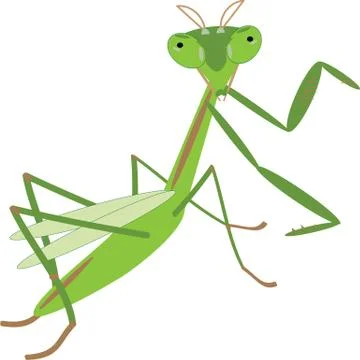 Insect green mantis Stock Illustration