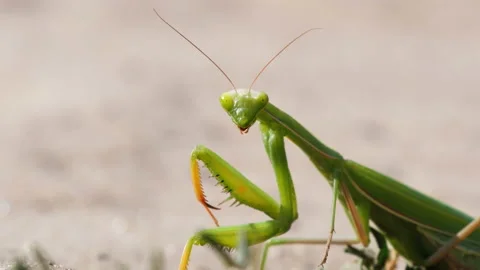 The Insect Green Mantis Sits on the Sand Stock Footage 104071994