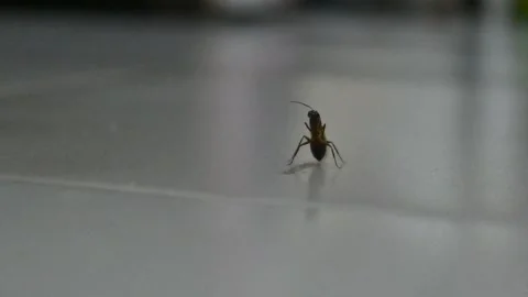 An insect is grooming its antennae. Video stock 291404880