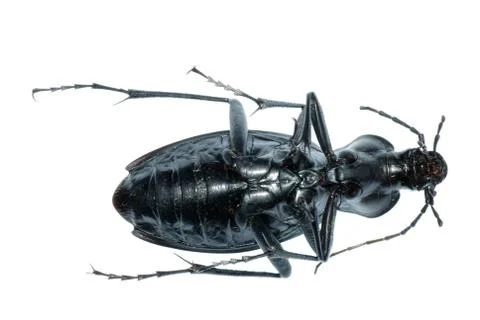 Insect ground beetle bug Stock-Fotos