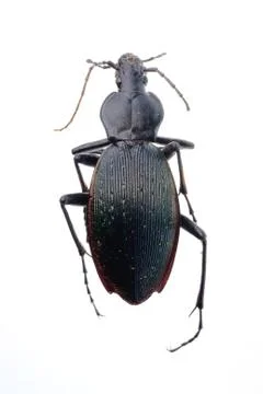 Insect ground beetle 写真素材