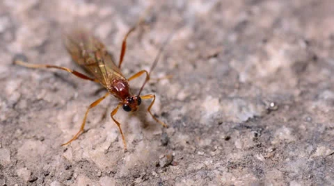 Insect on the ground Vídeos de archivo 24654811