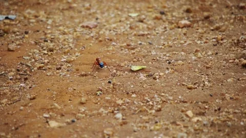 Insect on the ground Stock Footage 94114694