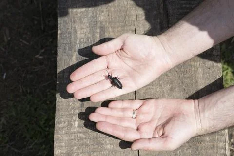 Insect on the hands Stock Photos