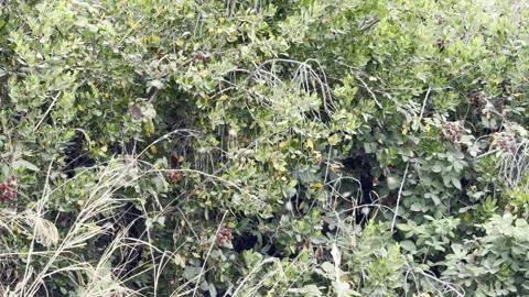 Insect hatch among various plants Stock Footage 322551270