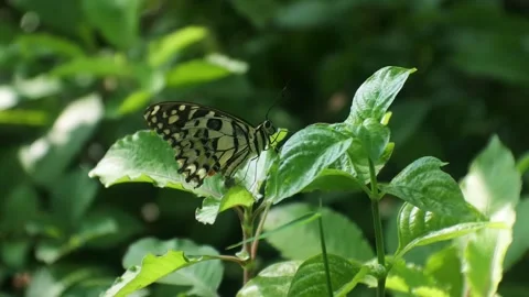 Insect hd video, butterfly pattern, butterfly perched on a leaves in the Stock Footage 176767941