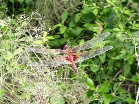 Insect helicopter 스톡 사진