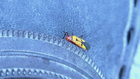 Insect Hiding on the Shoe 動画素材 290169658