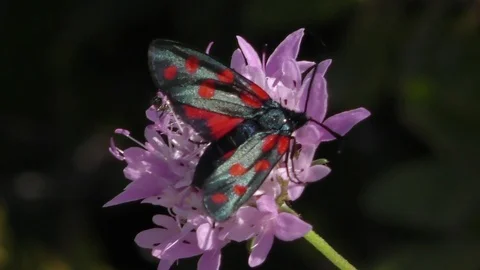 INSECT HIMENOPTERA ON FLOWER CLOSE UP Stock Footage 96021054