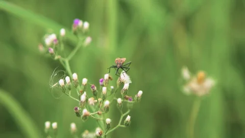 Insect Holding of Tiny Budding Flower Shacking Stock Footage 128681161