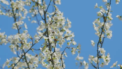Insect honey bee pollinates. Spring Flowering Of Fruit Trees. Small White Stock Footage 262587178