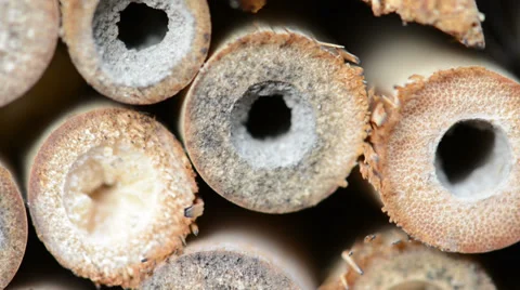 Insect hotel of bamboos Video stock 36950109