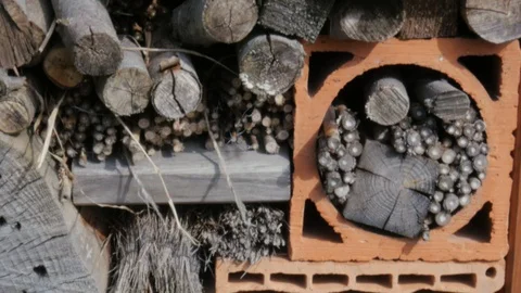 Insect hotel, bug hotel, insect house, shelter for insects Stock-Footage 106119607