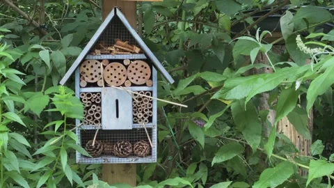 Insect hotel Stock Footage 162454057