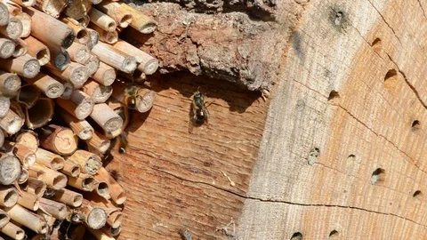 Insect hotel with wild bees flying in front. male Osmia bicornis. 스톡 동영상 100824997