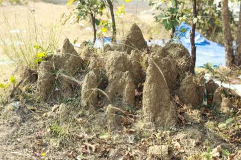 Insect house at forest Stock Photos
