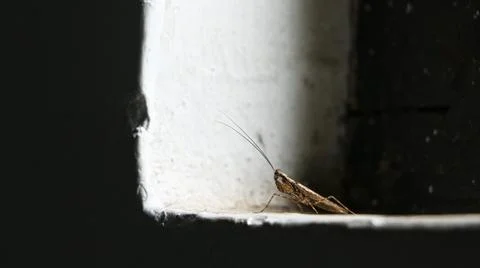 Insect in the House Windows Stock Photos