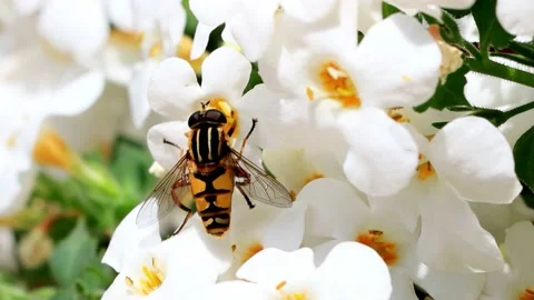 Insect hoverfly Helophilus pendulus on white flower Stock Footage 226812662