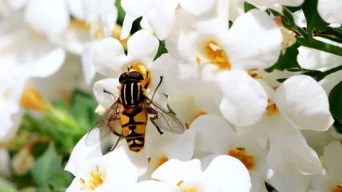 Insect hoverfly Helophilus pendulus on white flower Stock Footage 226908630